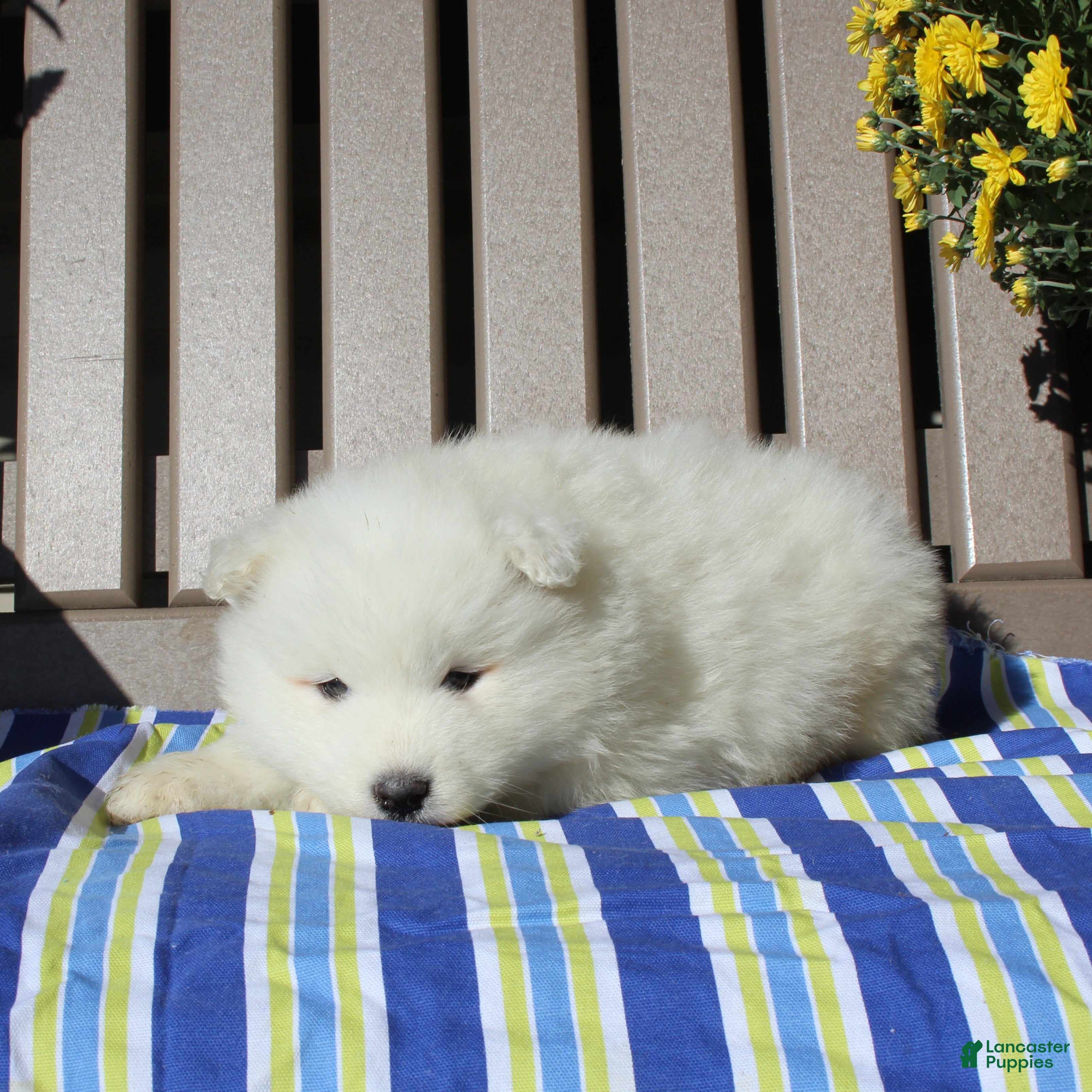 Samoyed dogs Bear  - Ad 2