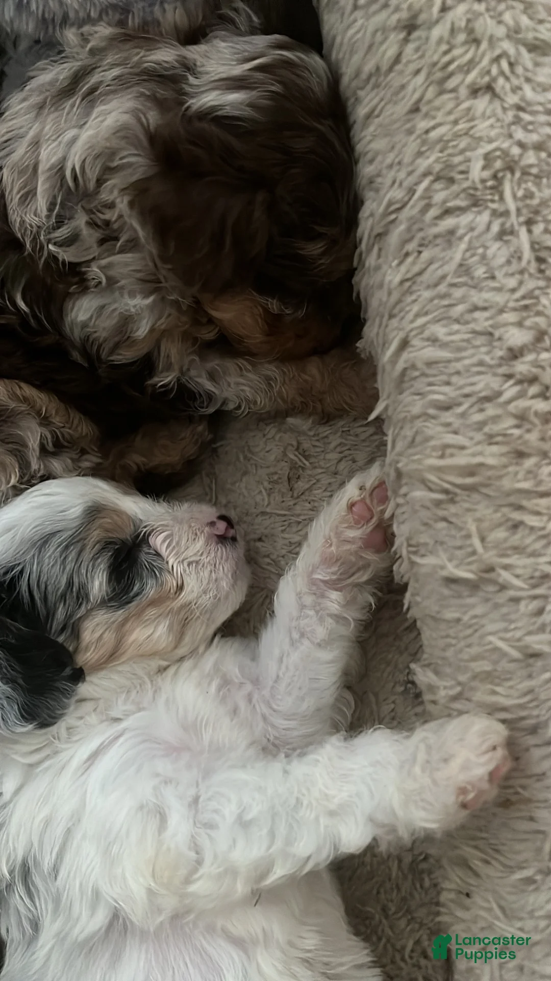 Mixed Breed dogs for sale: Coco - Ad 4
