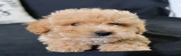 Maltipoo dogs for sale: Max - Ad 16