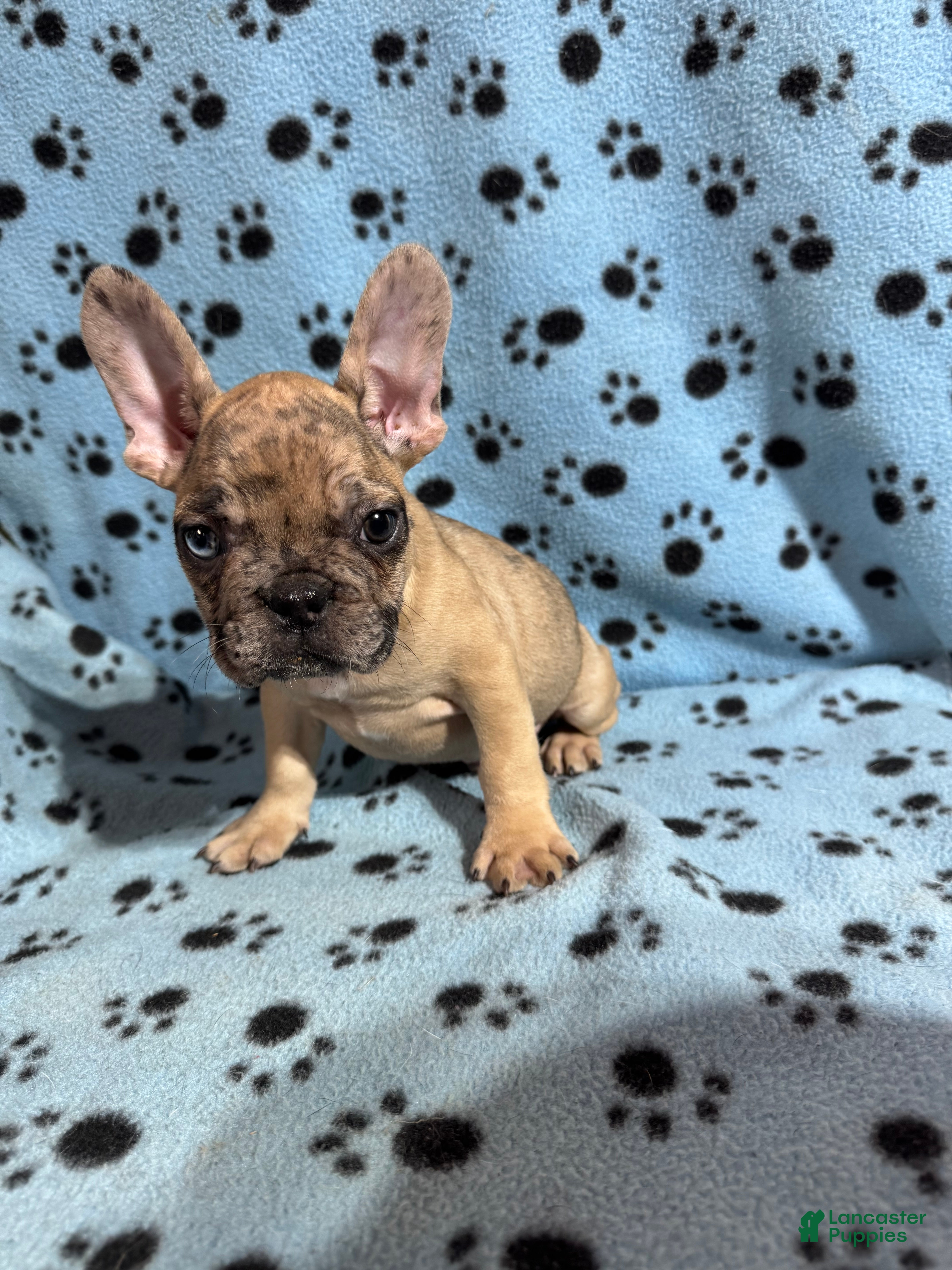 French Bulldog dogs French Bulldog Puppy 3 - Ad 1