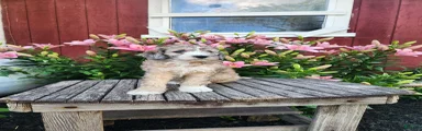 Champ