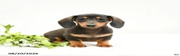 Miniature Dachshund dogs for sale: Charlie Ray - Ad 3