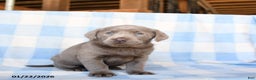 Labrador Retriever dogs for sale: Cloud - Ad 2