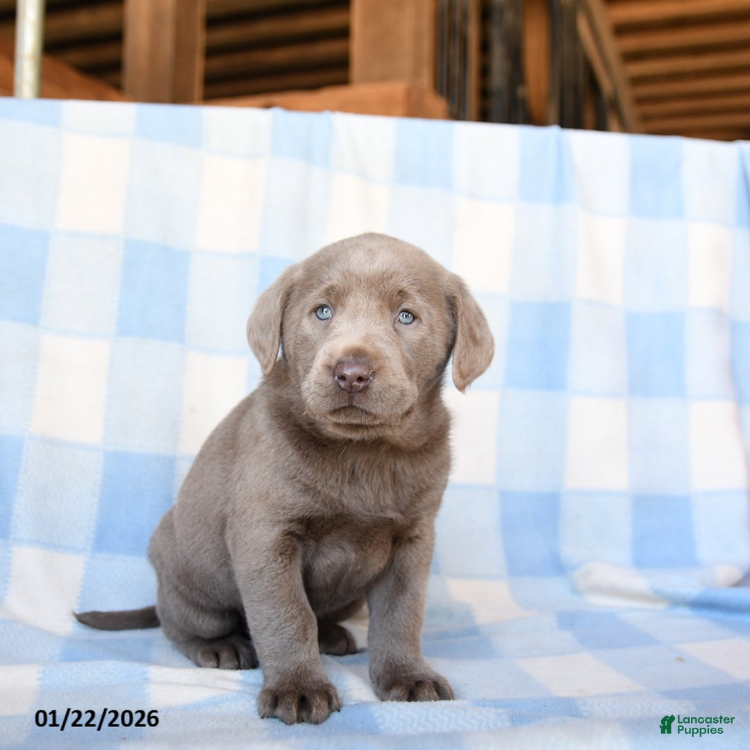 Labrador Retriever dogs for sale: Cloud - Ad 2