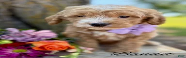 Bandit Medium Goldendoodle Boy 