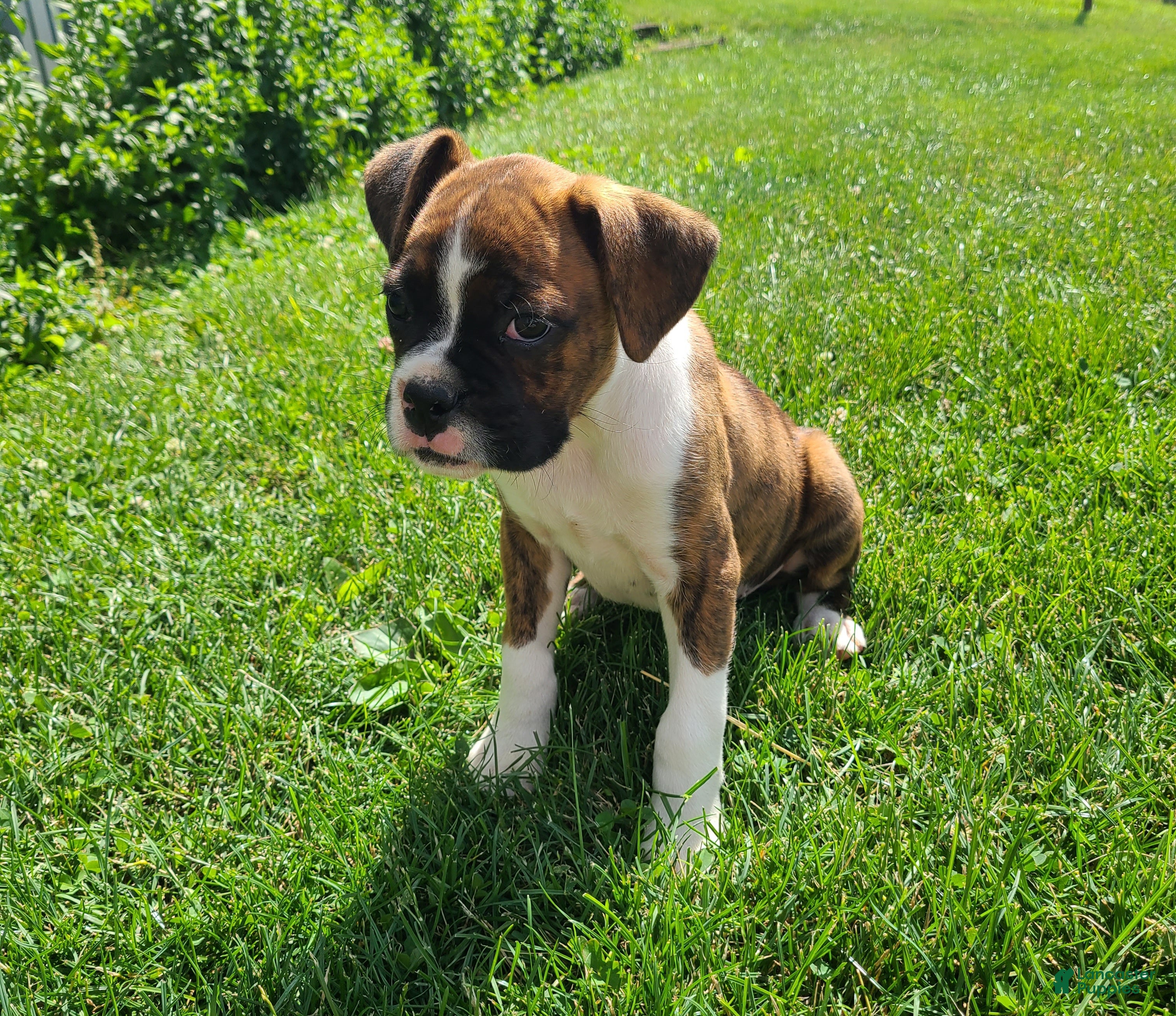 Boxer dogs Benny - Ad 2