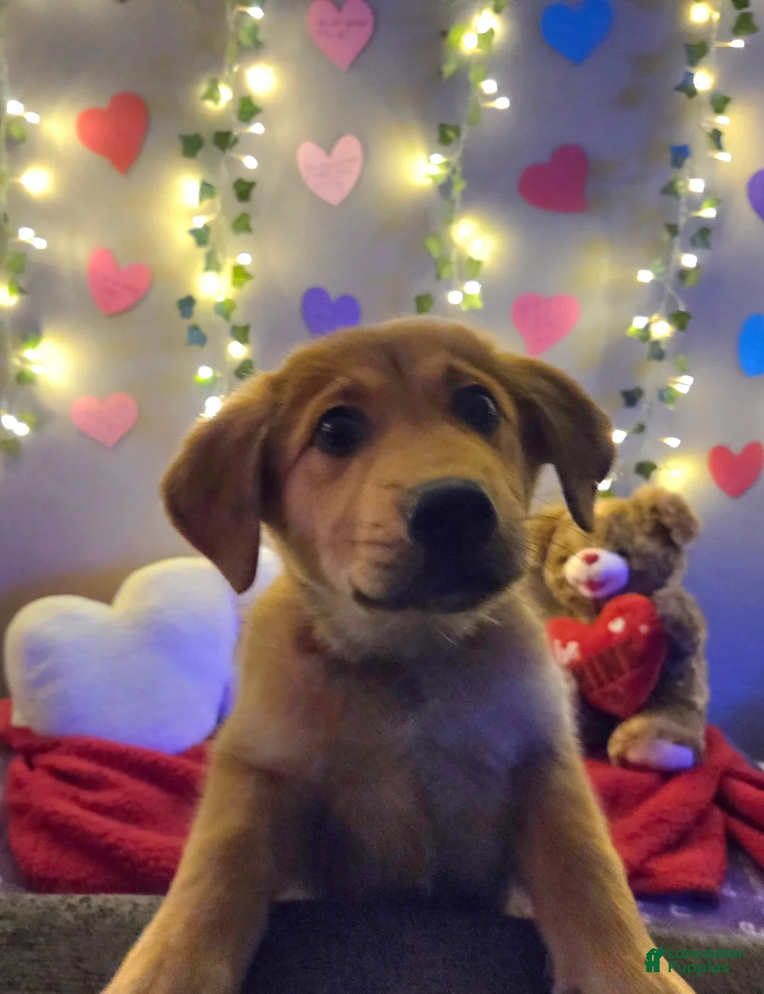 Mixed Breed dogs for sale: Purple Princess  - Ad 5