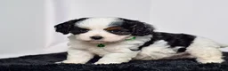 Cavapoo dogs for sale: Mr. Dallas - Ad 5
