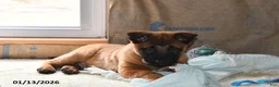 Belgian Malinois dogs for sale: Tanner - Ad 2