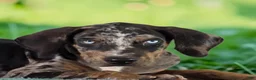 Catahoula Leopard Dog dogs for sale: Tigger 2026 Male 1 - Ad 18