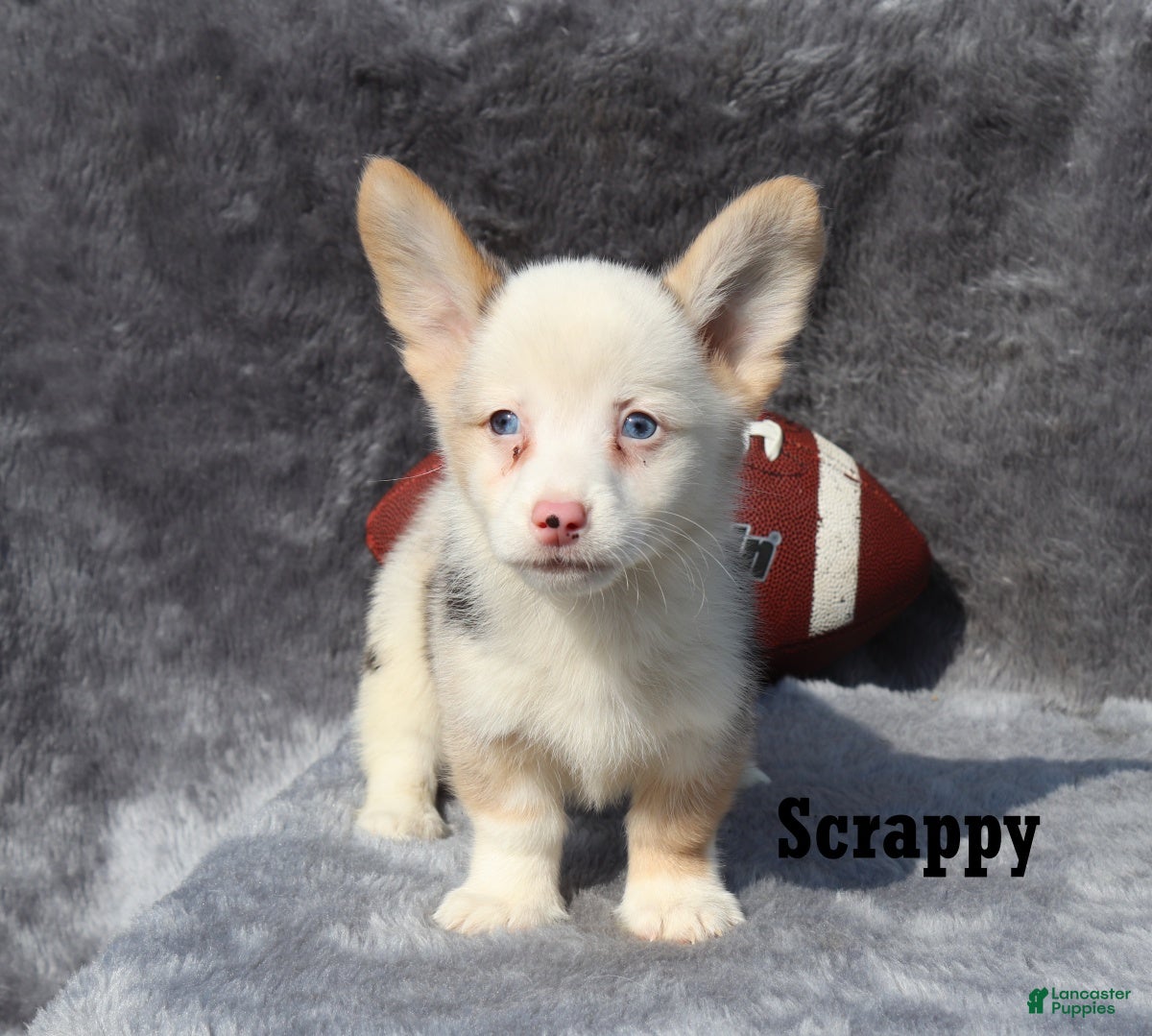 Welsh Corgi Pembroke dogs Scrappy - Ad 2