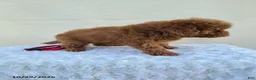 Miniature Poodle dogs for sale: Goby - Ad 7