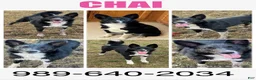 Border Collie dogs for sale: Little mama - Ad 2