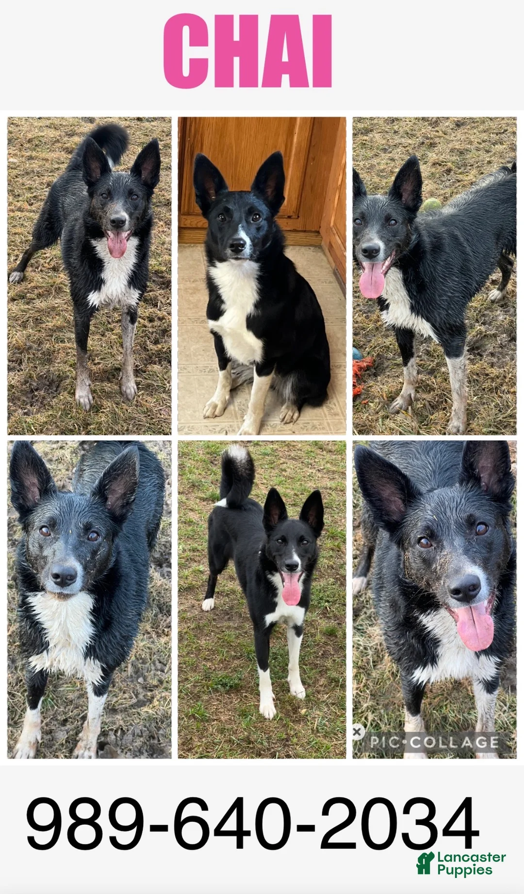 Border Collie dogs for sale: Little mama - Ad 2
