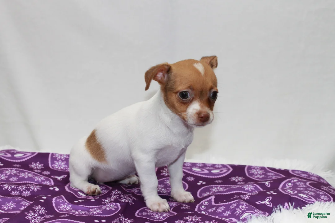 Chihuahua dogs for sale: Chihuahua 2 - Ad 5