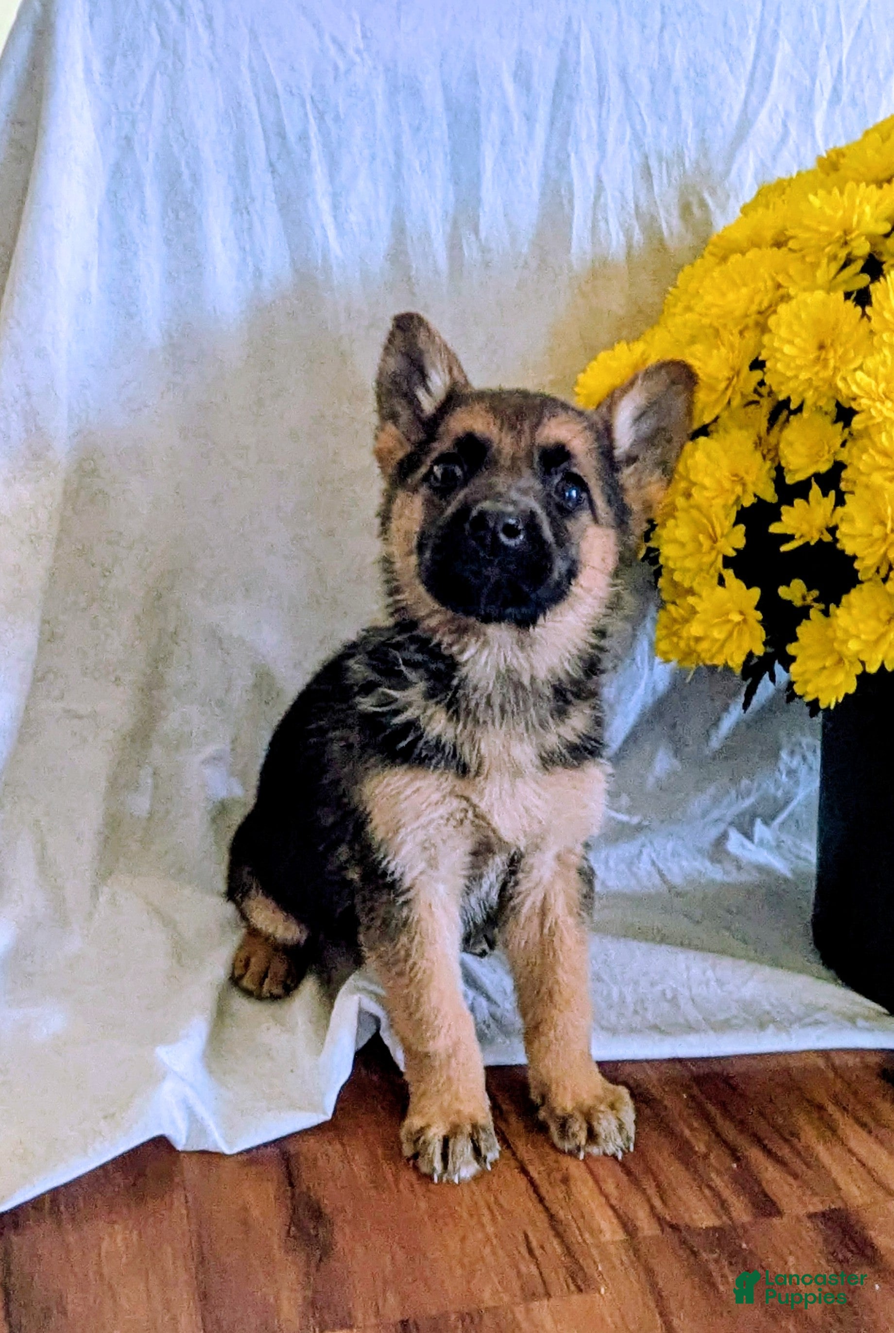 Original German Shepherd Puppy Jarman Safed Dog Buy Purebred