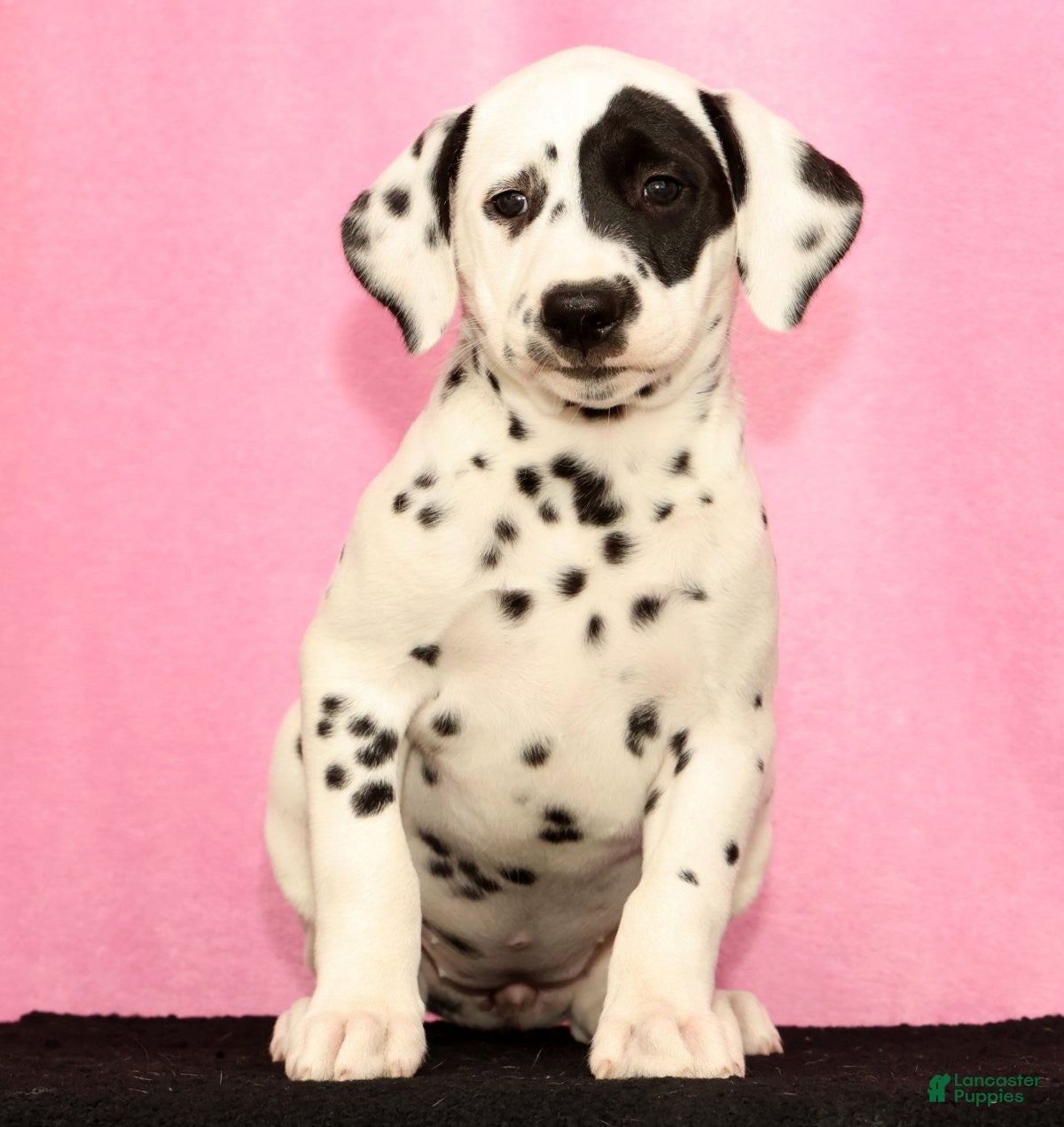 Dalmatian dogs Jane - Ad 1