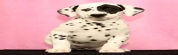 Dalmatian dogs for sale: Jane - Ad 1
