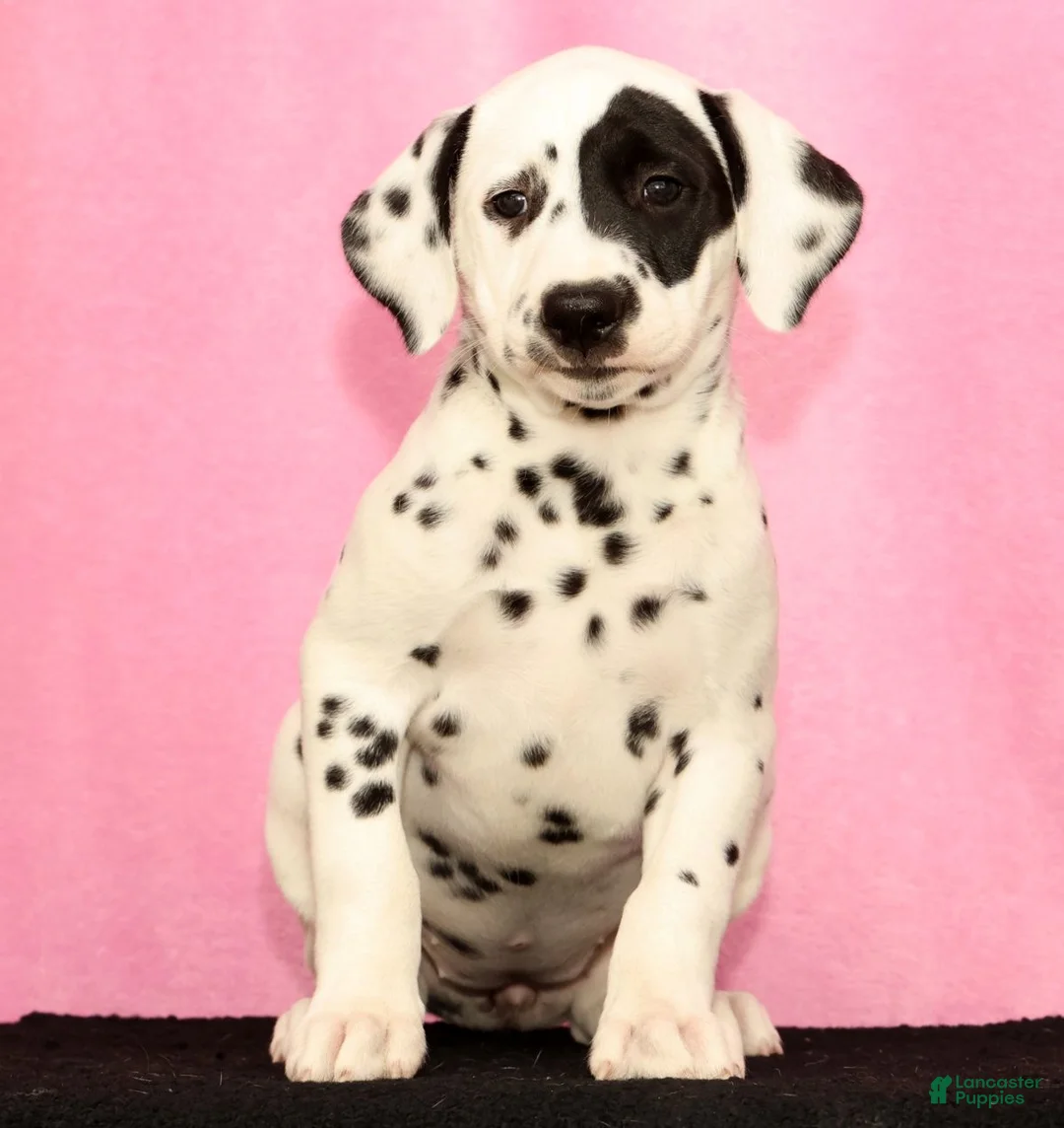Dalmatian dogs for sale: Jane - Ad 1