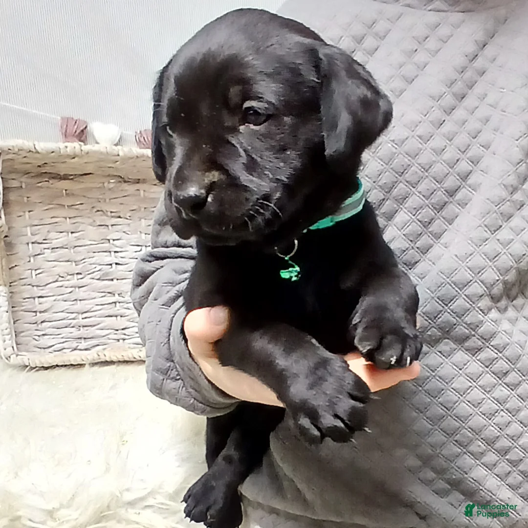 Labrador Retriever dogs for sale: DUKE - Ad 3