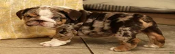 English Bulldog dogs for sale: Dozer - Ad 6