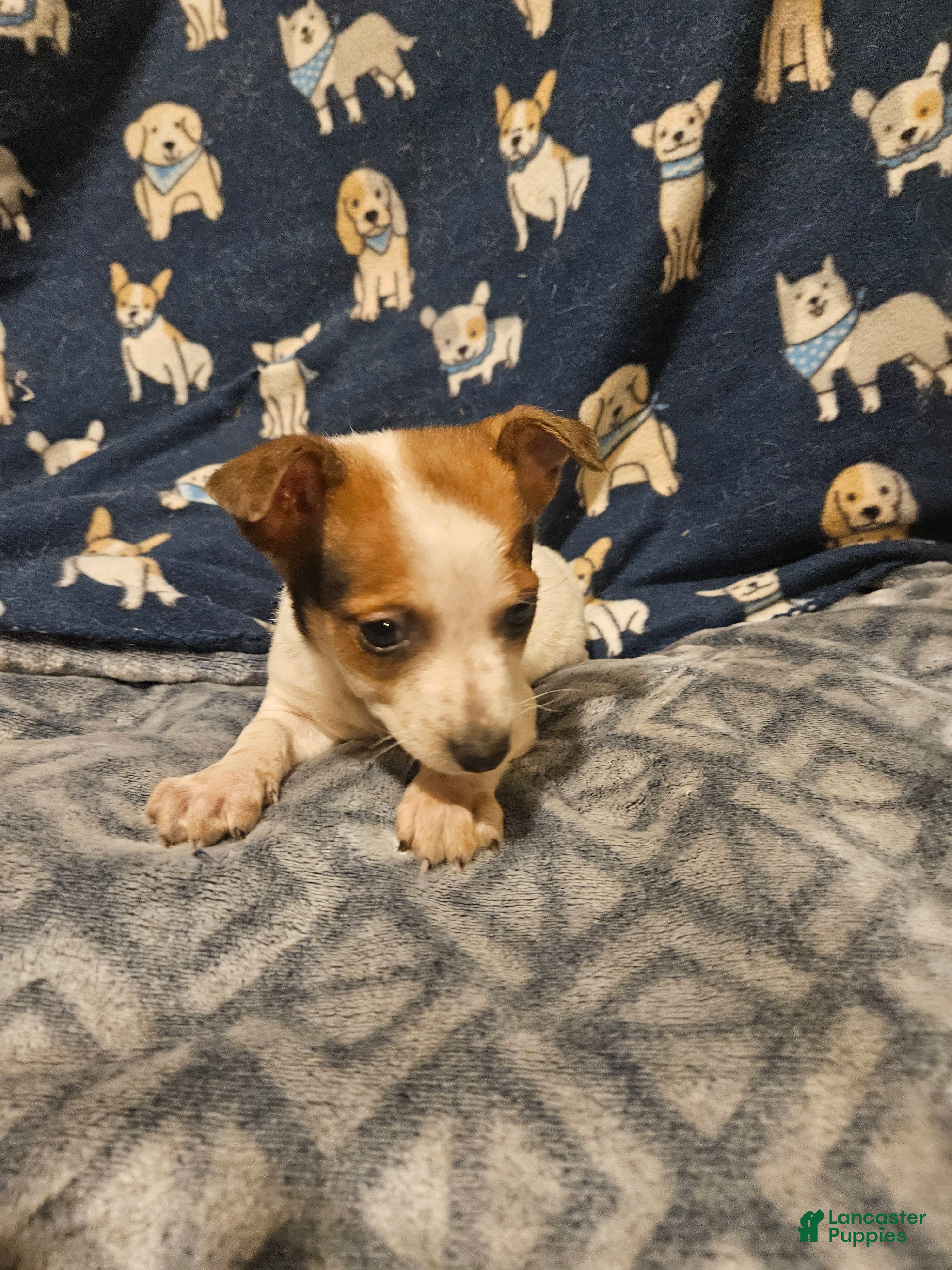 Chihuahua dogs Princess "6 Lbs./T-Cup" - Ad 17