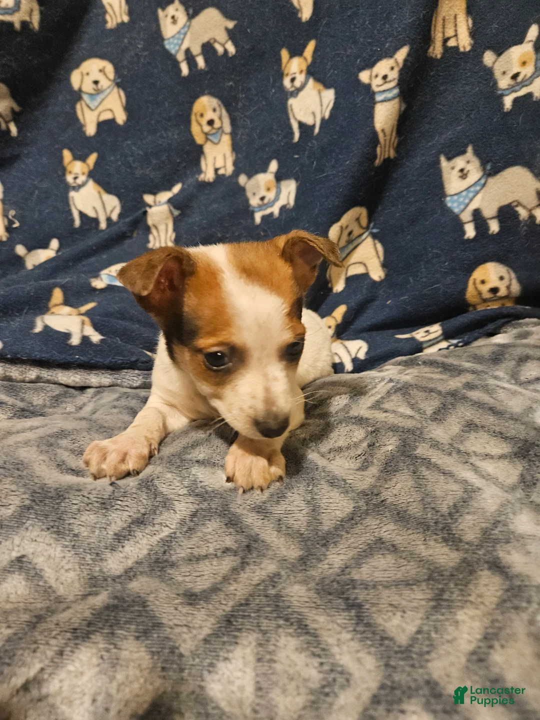 Chihuahua dogs for sale: Chihuahua Puppy 1 - Ad 2