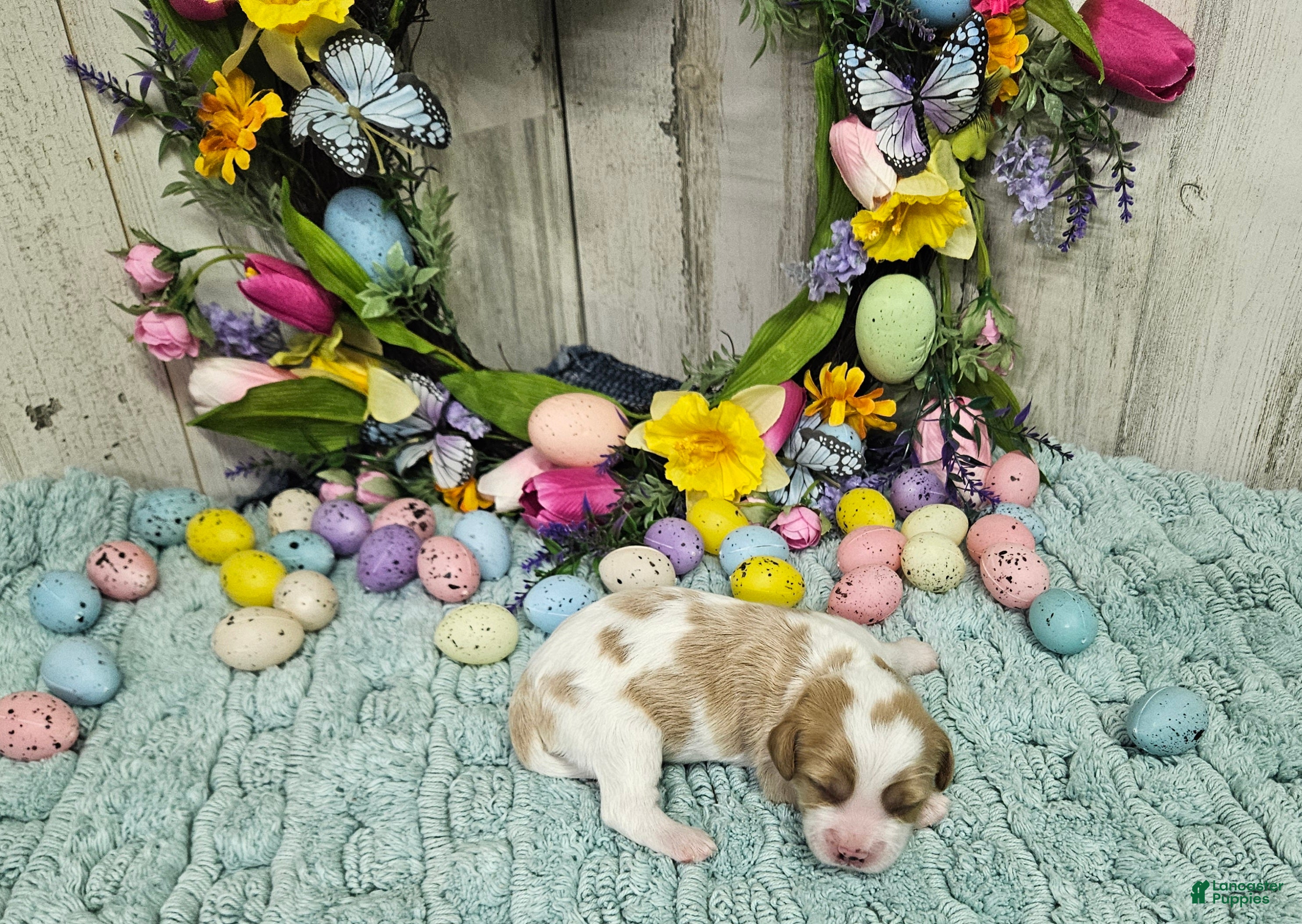 Cavapoo dogs F1 Stormy - Ad 18