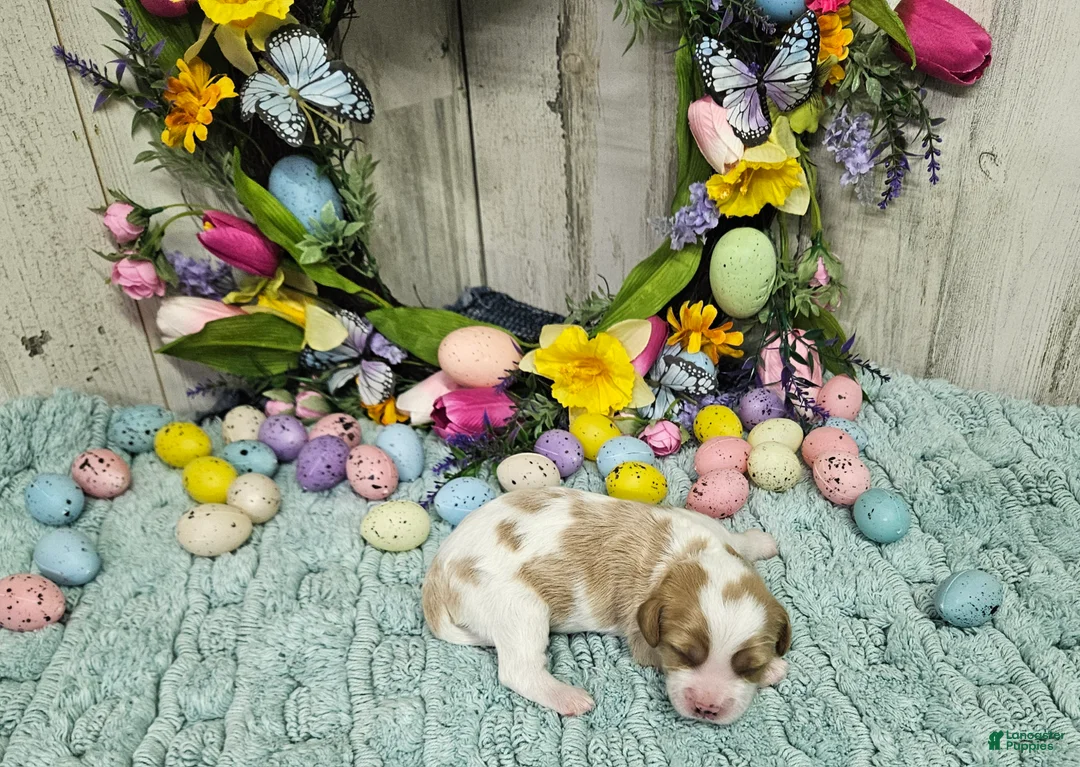 Cavapoo dogs for sale: F1 Stormy - Ad 1