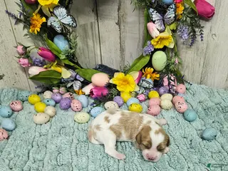 Cavapoo dogs F1 Stormy - Ad 21