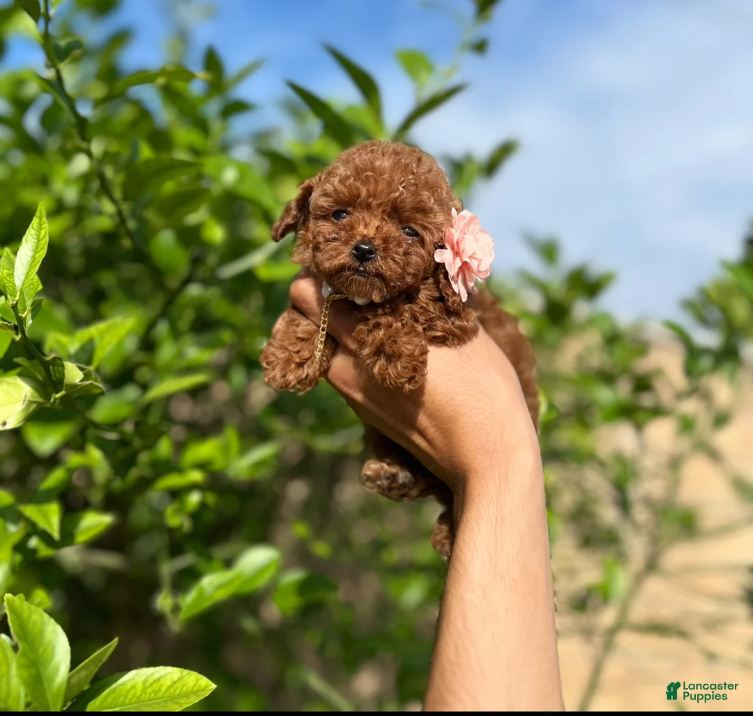 Toy Poodle dogs for sale: Toy Poodle Puppy 3 - Ad 3