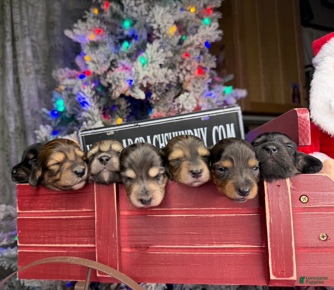 Miniature Dachshund dogs for sale: Shaded red - Ad 2