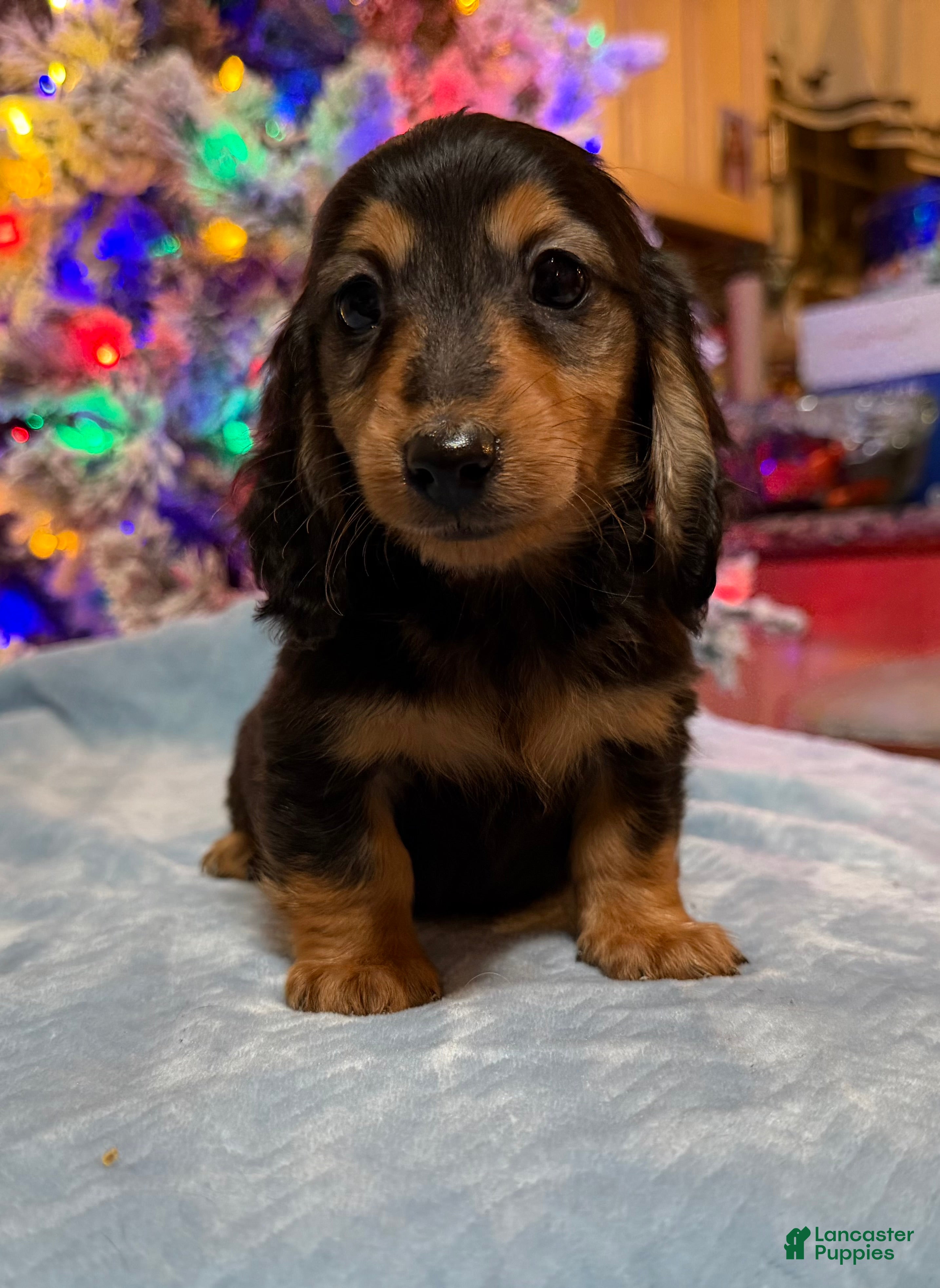 Miniature Dachshund dogs Triscuit boy - Ad 33
