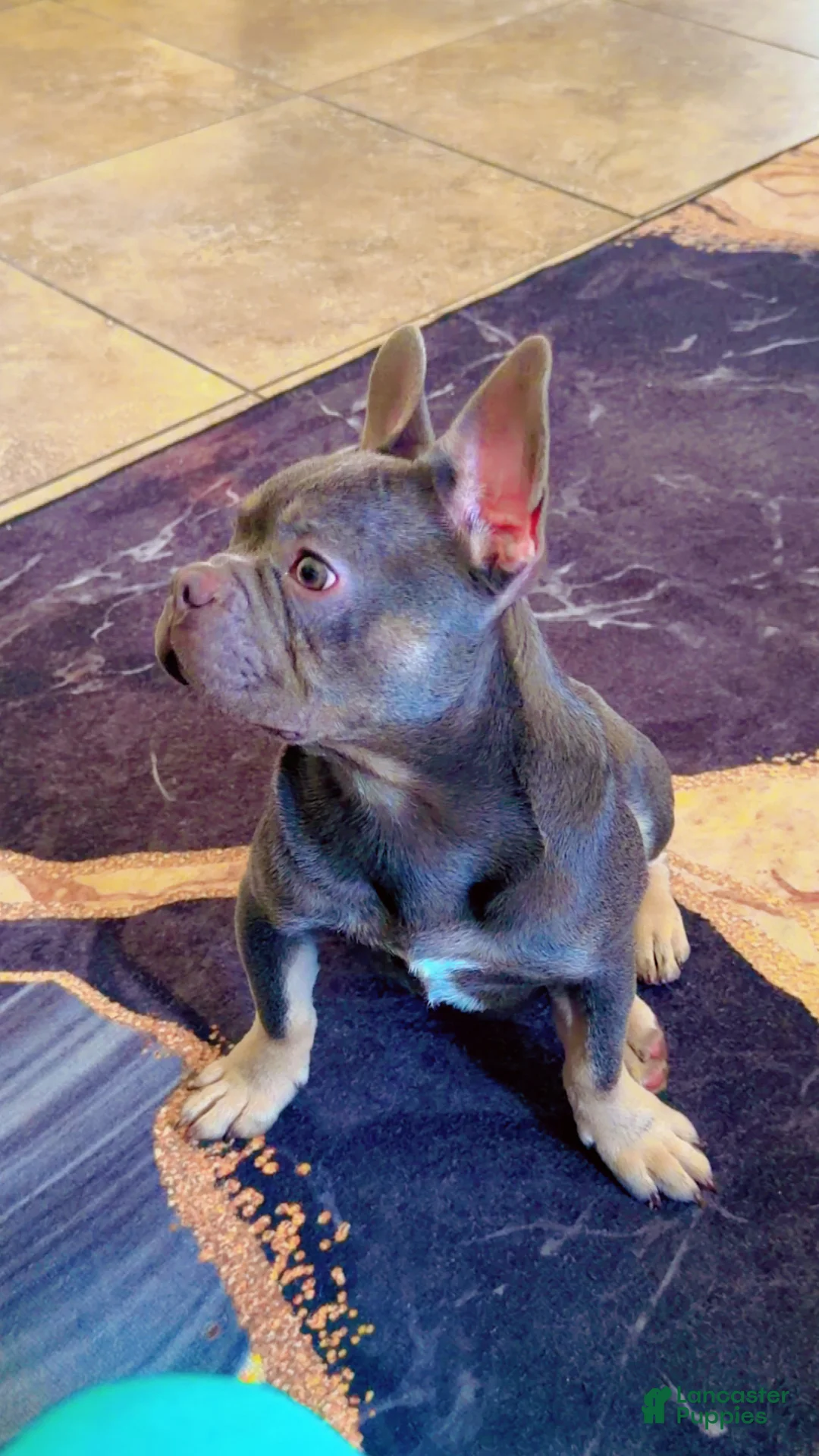 French Bulldog dogs for sale: French Bulldog 2 - Ad 2