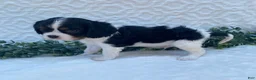 Cavalier King Charles Spaniel dogs for sale: George- genetic clear - Ad 3