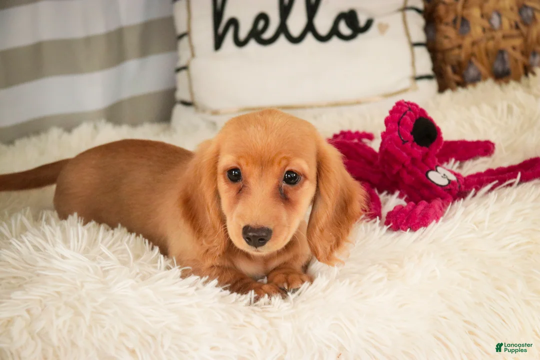 Miniature Dachshund dogs for sale: Taffy - Ad 3