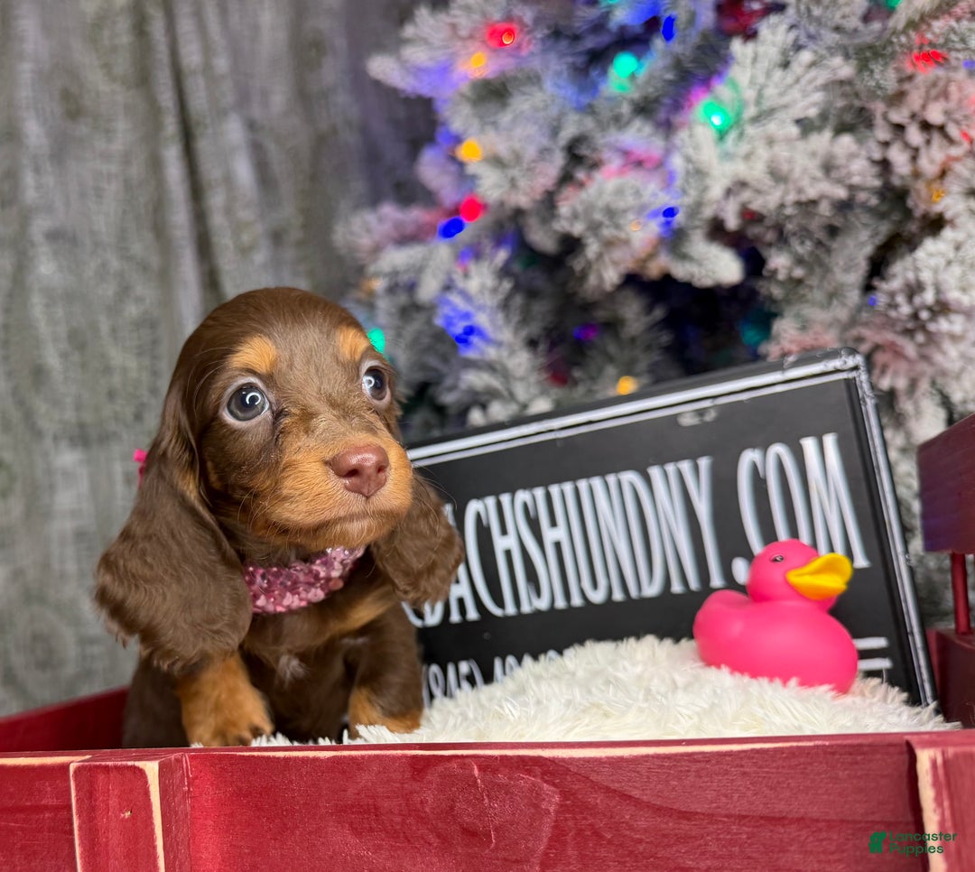 Miniature Dachshund dogs for sale: Ready Xmas eve - Ad 3