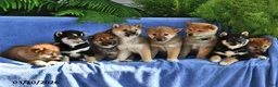 Shiba Inu dogs for sale: Dolly - Ad 3