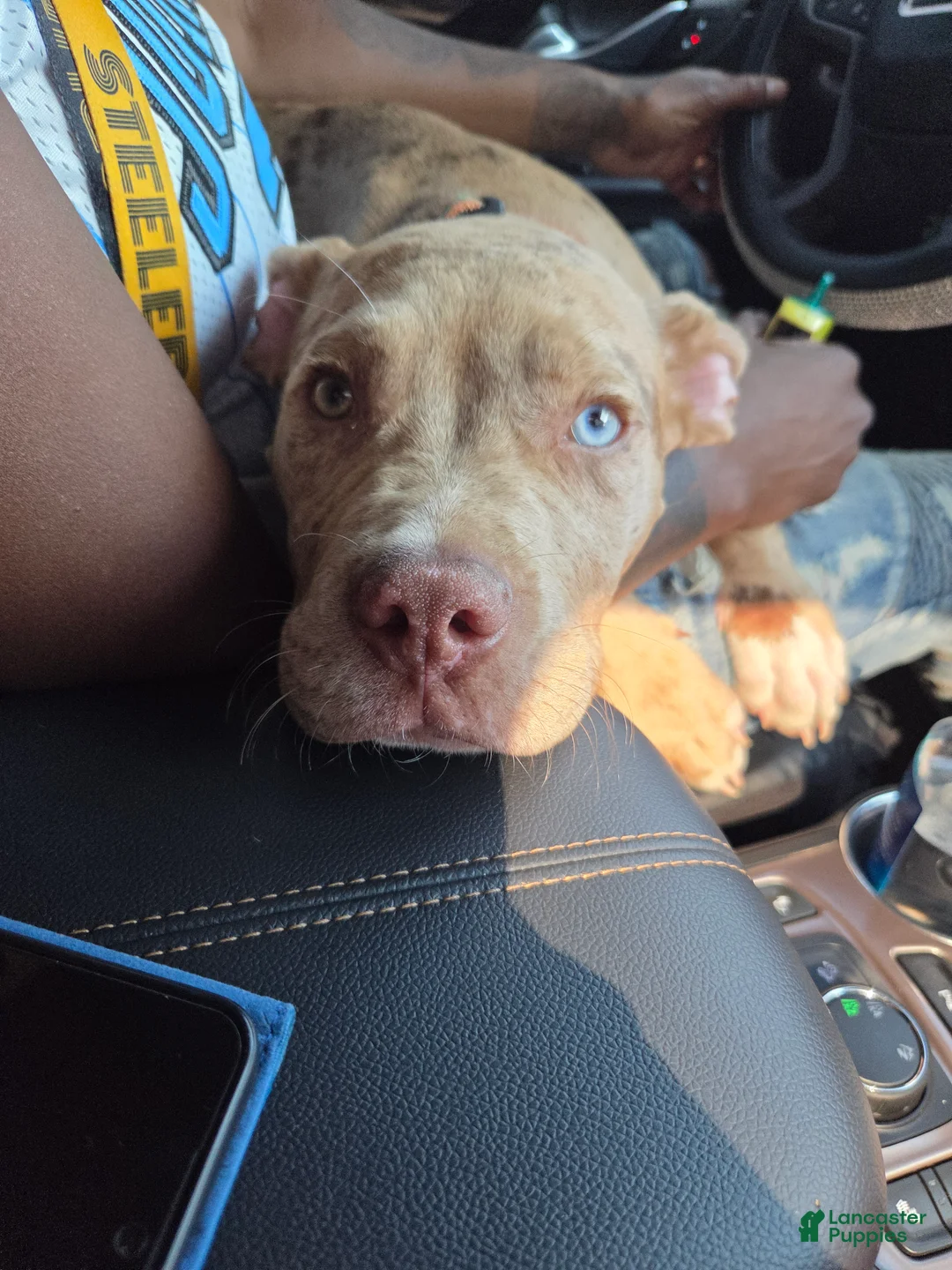 American Pit Bull Terrier dogs for sale: American Pit Bull Terrier 1 - Ad 1
