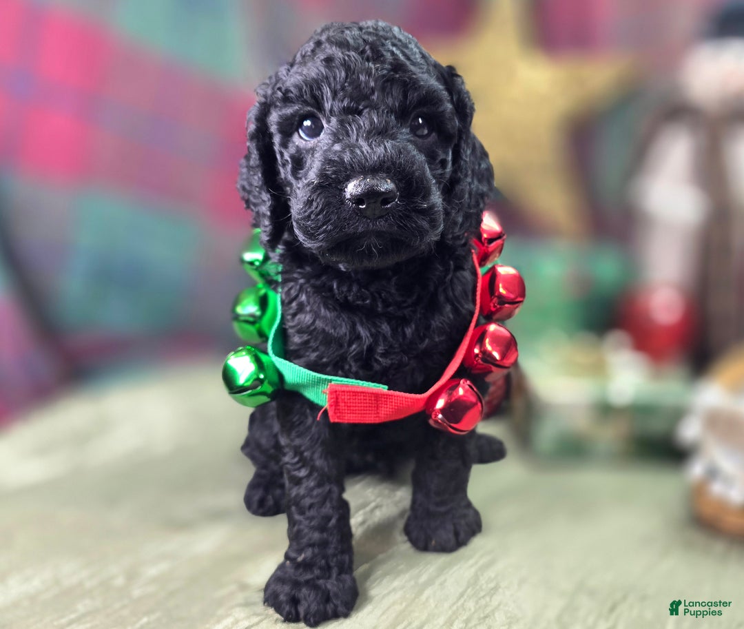 Cockapoo dogs for sale: Foggy - Ad 19