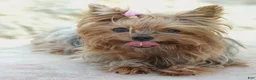 Yorkshire Terrier dogs for sale: Destiny - Ad 10