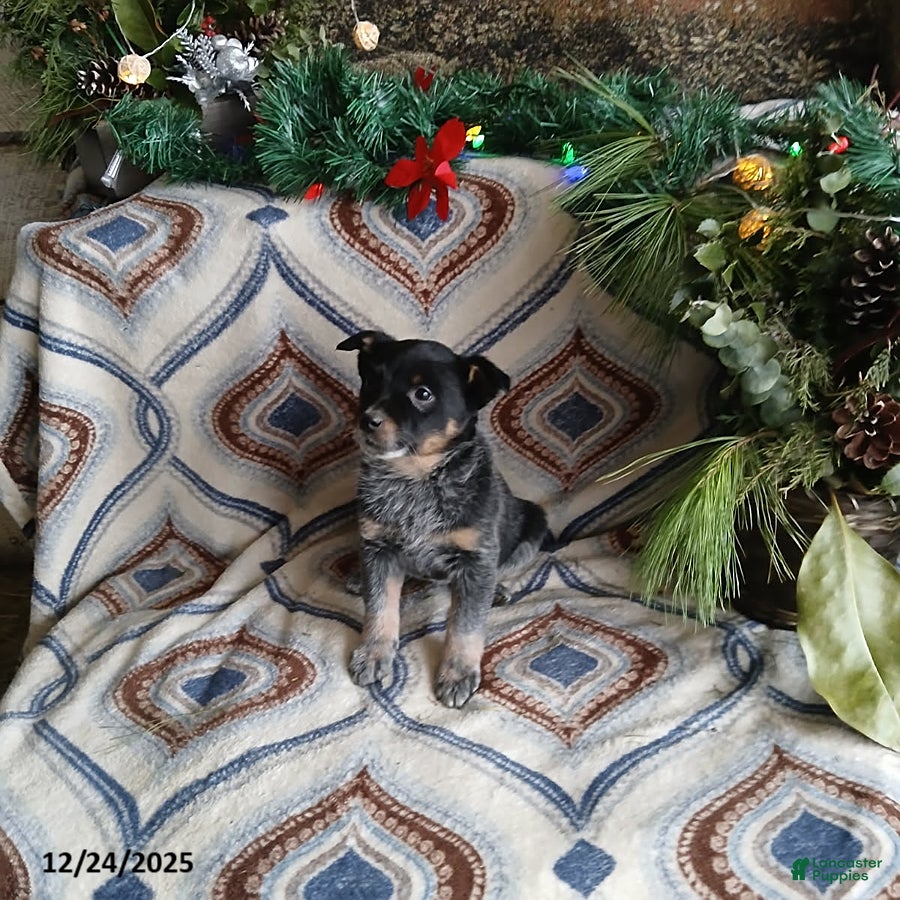 Australian Cattle Dog dogs for sale: Melody - Ad 4