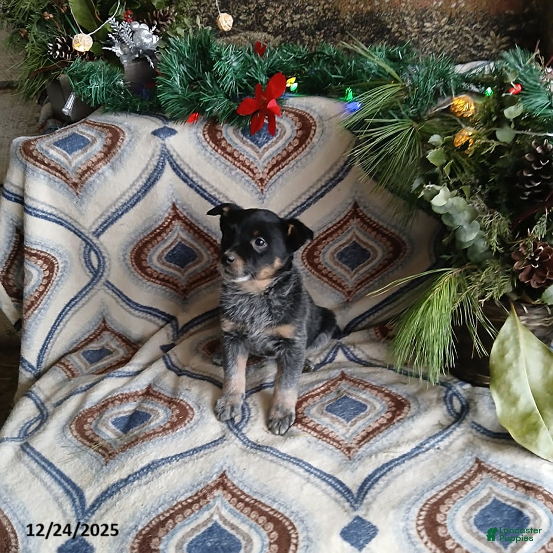 Australian Cattle Dog dogs for sale: Melody - Ad 1