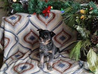 Australian Cattle Dog dogs for sale: Melody - Ad 4