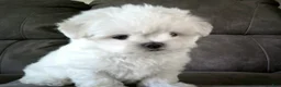 Maltese dogs for sale: Brent - Ad 4
