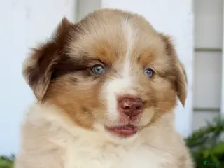 Miniature Australian Shepherd dogs Miniature Australian Shepherd 1 - Ad 4