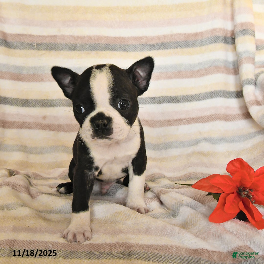 Boston Terrier dogs for sale: Dean - Ad 1