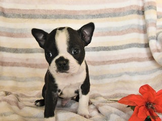 Boston Terrier dogs Dean - Ad 23