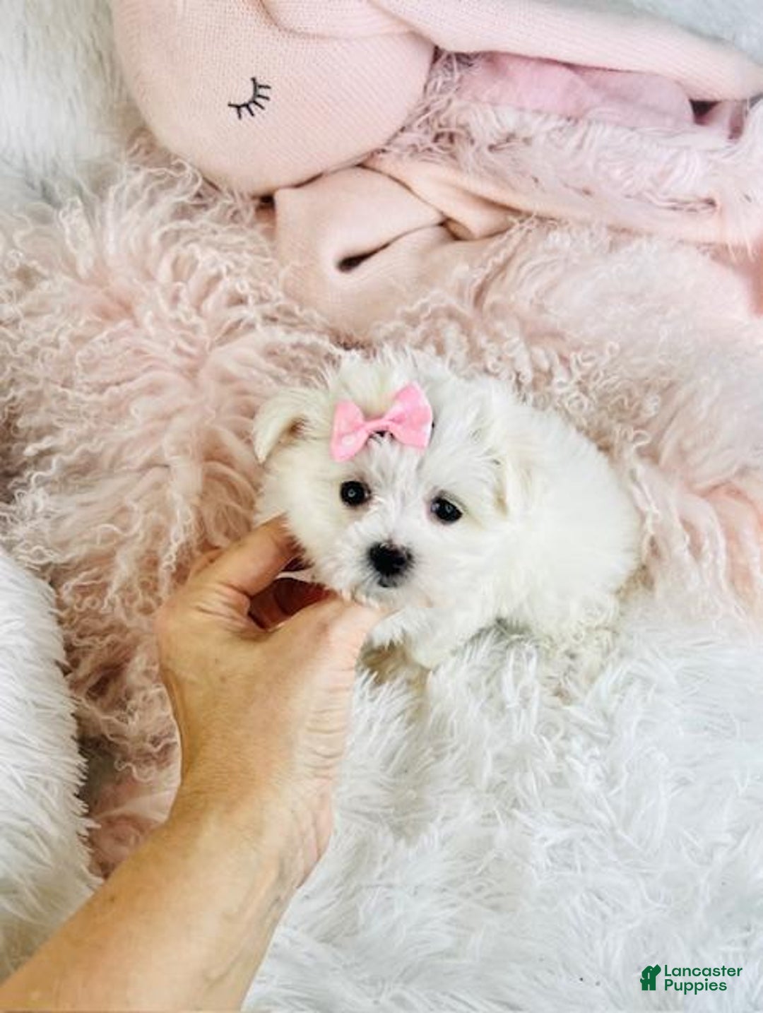 Maltese dogs for sale: Teacup Maltese Puppy 1 - Ad 5