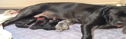Cane Corso dogs for sale: Cane Corso Puppy 2 - Ad 3